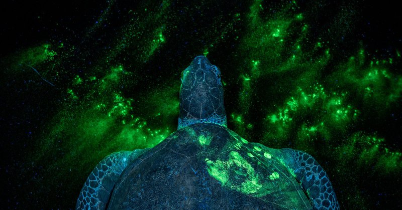 TIME’s Top 100 Photos of 2025